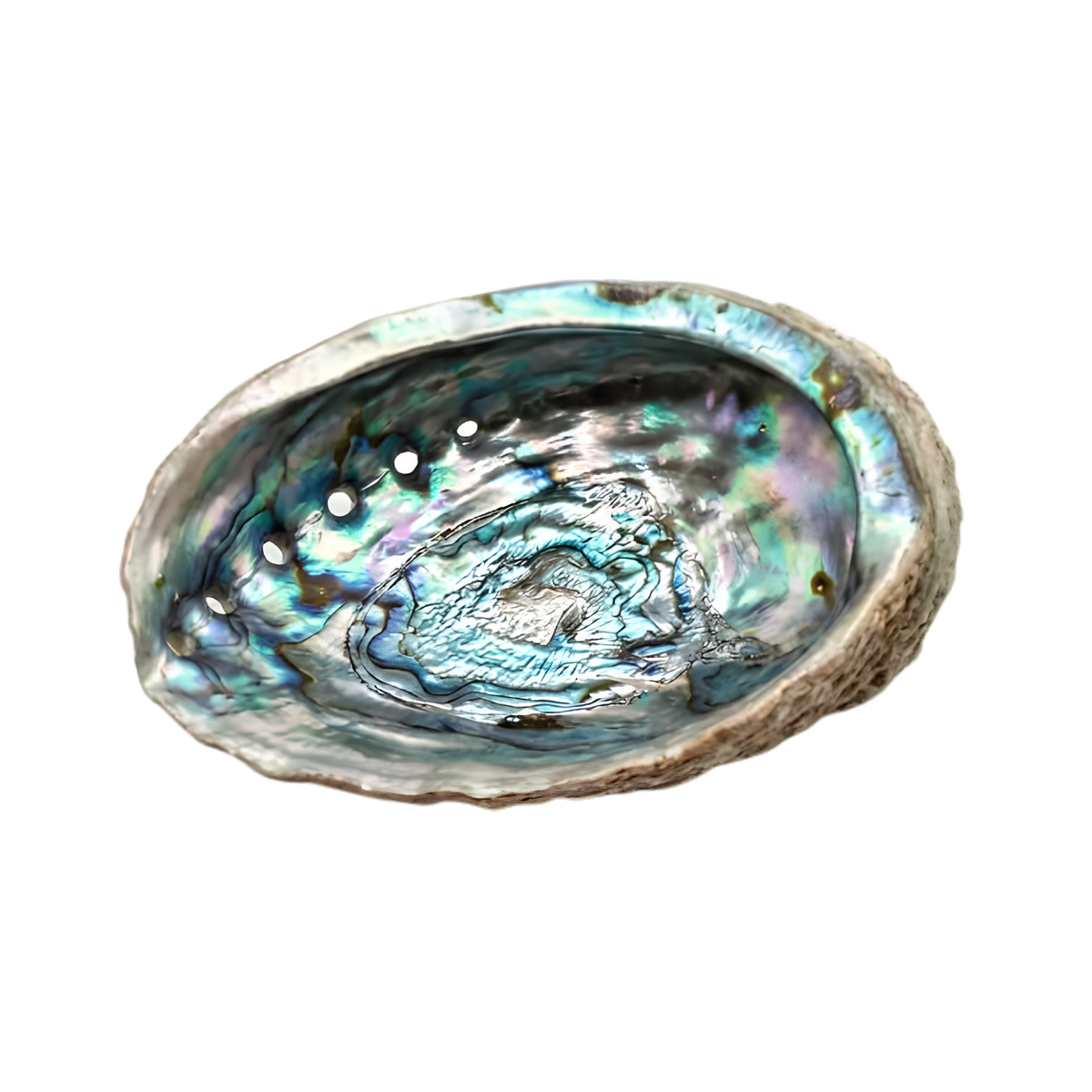 Natural Abalone Shell Incense Burner 5–6 Inch