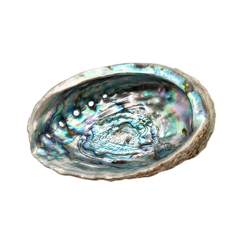 Natural Abalone Shell Incense Burner 5–6 Inch